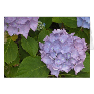 Mauve Hydrangea Cards