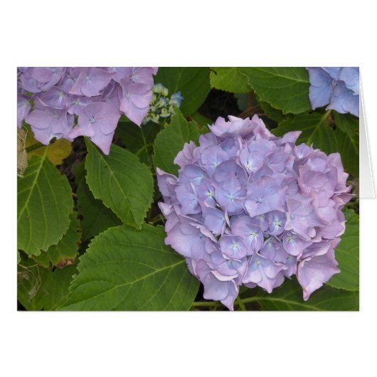 Mauve Hydrangea Cards (Front Horizontal)