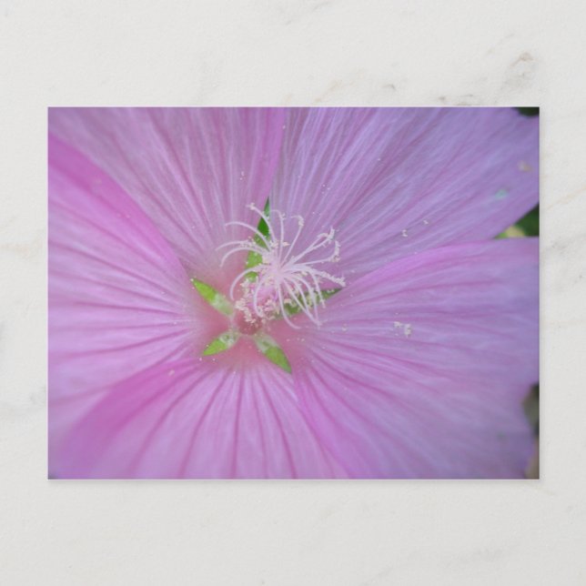 Mauve musquée (2) postcard (Front)