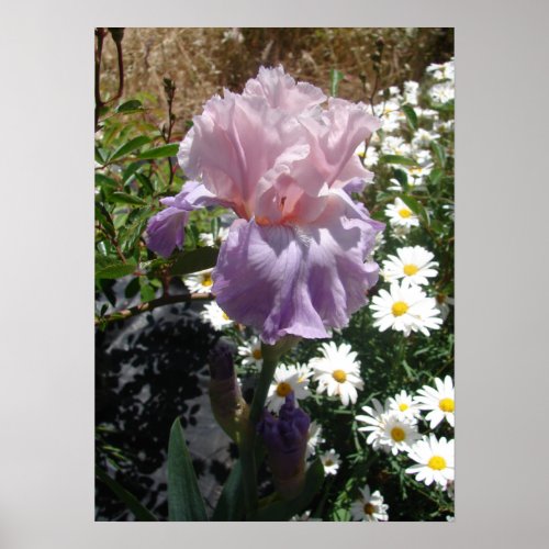 Mauve Pink Iris Floral Flowers Photo Poster