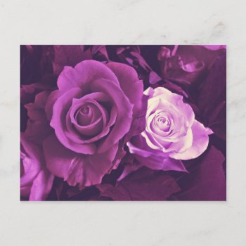 Mauve Roses In Bloom Postcard by HotPinkGoblin at Zazzle