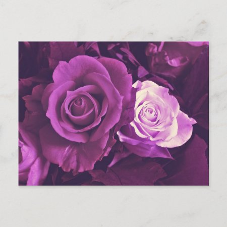 Mauve Roses In Bloom Postcard