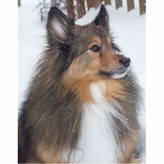 Max_1997_-_2009 Cutout (Front)