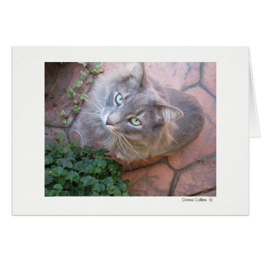 Max the Cat   #-3 Cards (Front Horizontal)
