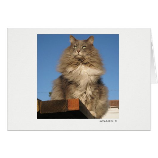 Max the Cat #-4 Cards (Front Horizontal)