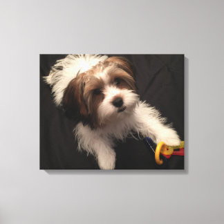 Max the Parti Yorkie Canvas Print
