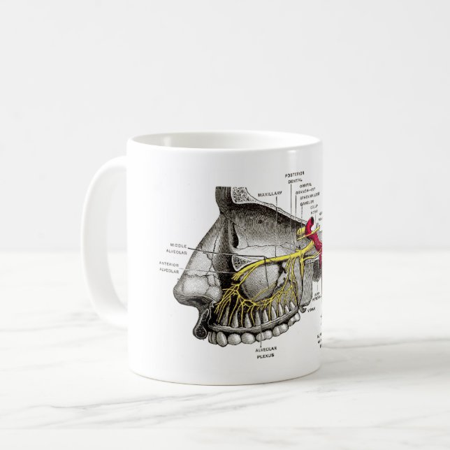 Maxillary nerves human anatomy coffee mug (Front Left)
