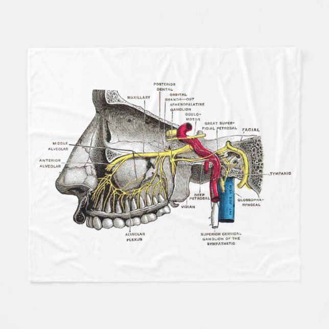 Maxillary nerves human anatomy fleece blanket (Front (Horizontal))