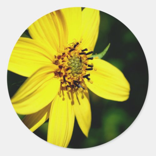 Maximilian Sunflower Floral Classic Round Sticker