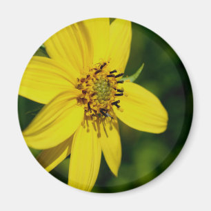 Maximilian Sunflower Flower Photography Magnet