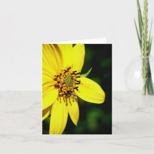 Maximilian Sunflower Nature Photography Note Card
