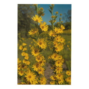 Maximilian's Sunflower (Helianthus Maximiliani) Wood Wall Art