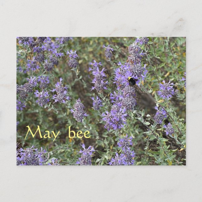 May Bee Postcard (Front)