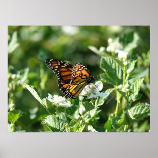 May Butterfly Poster