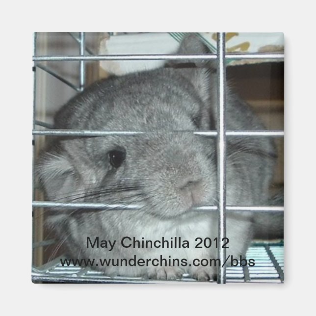 May chinchilla 2012 magnet (Front)