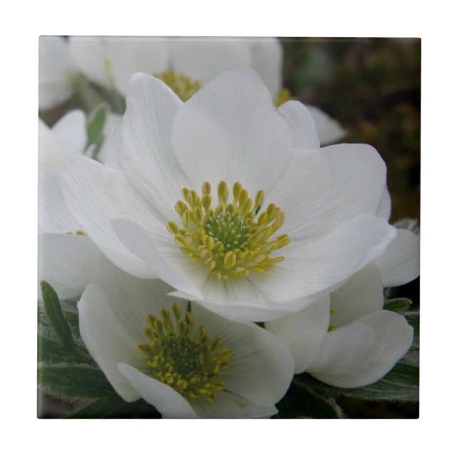 May Flower, Anemone narcissiflora Ceramic Tile (Front)