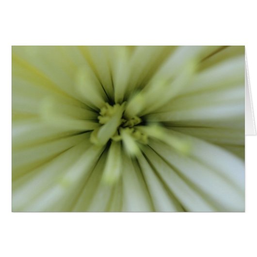 May Flowers (Front Horizontal)