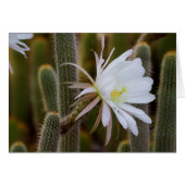 May in the garden (Front Horizontal)