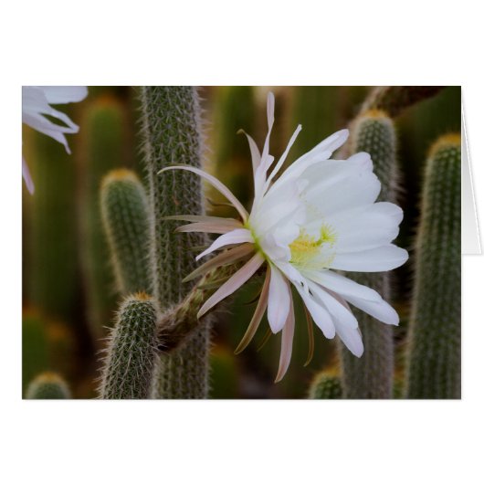 May in the garden (Front Horizontal)