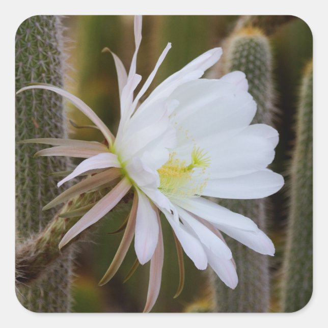 May in the garden square sticker (Front)