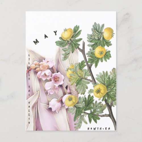 May Month Flowers Lily of the Valley Hawthorn Postcard