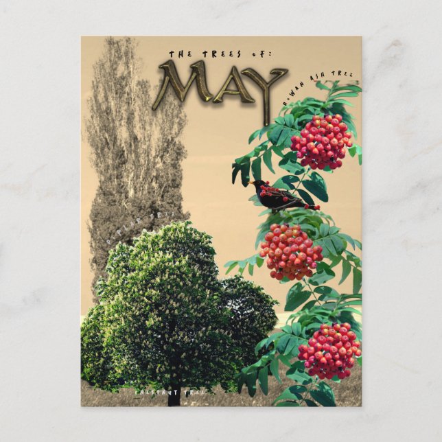 May Month Trees Chestnut Rowan Ash, Poplar 2 Postcard (Front)