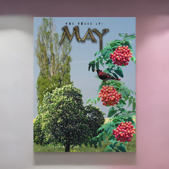 May Month Trees Chestnut Rowan Ash, Poplar Postcard (Creator Uploaded)