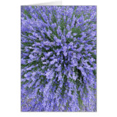 May Night Salvia (Front)