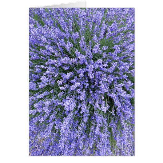 May Night Salvia Cards (Front)