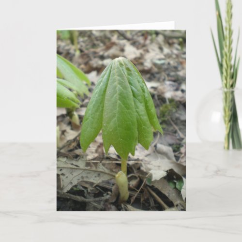 Mayapple Wildflower Unfurling Card