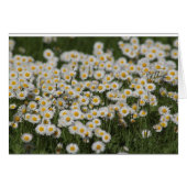 Mayday daisies (Front Horizontal)