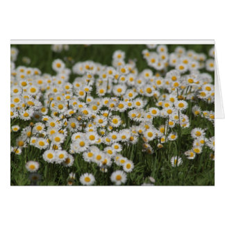Mayday daisies cards