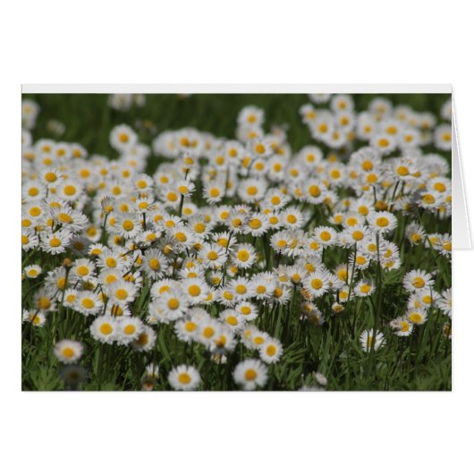 Mayday daisies cards (Front Horizontal)