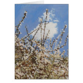 Mayflower 2012 (Front)