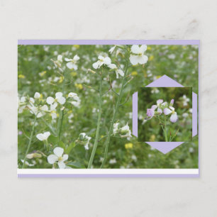 Mayflowers DIY Postcard