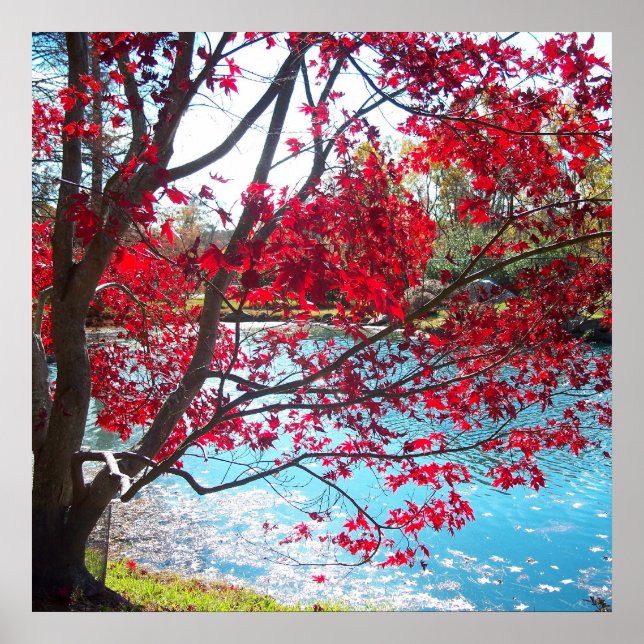 Maymont Gardens Red Maple Tree Virginia Poster Art (Front)