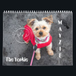 Mayzie Calendar (2021 Style)<br><div class="desc">Mayzie the Yorkie Calendar (2021 Style) | Pinkdream Photography | Photos by Crystal</div>