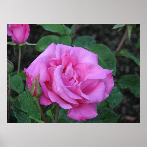 McCartney Hybrid Tea Rose 168 Poster