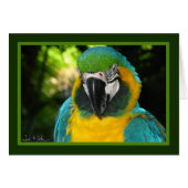 McCaw Cards (Front Horizontal)