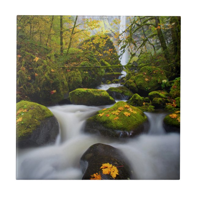 McCord Creek Bigleaf Maple | Columbia Gorge, OR Tile (Front)