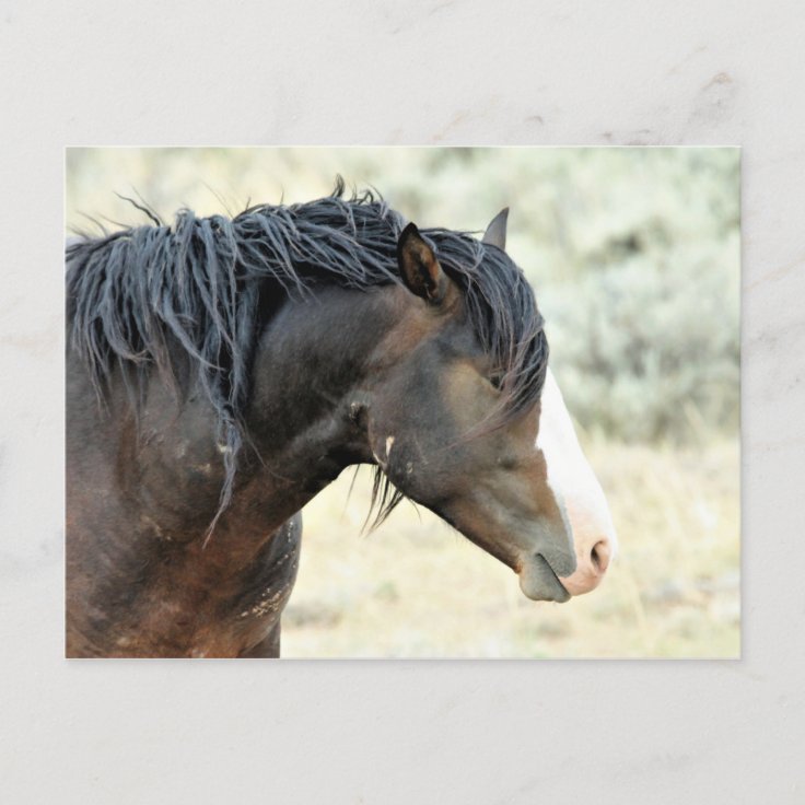 McCullough Peaks Wild Horses Postcard Zazzle
