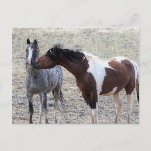 McCullough Peaks Wild Horses Postcard