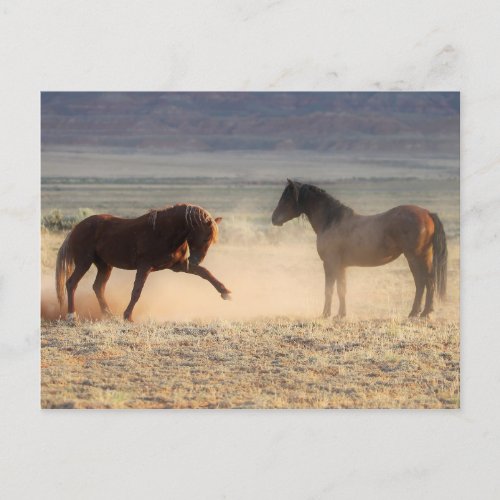 McCullough Peaks Wild Horses Postcard