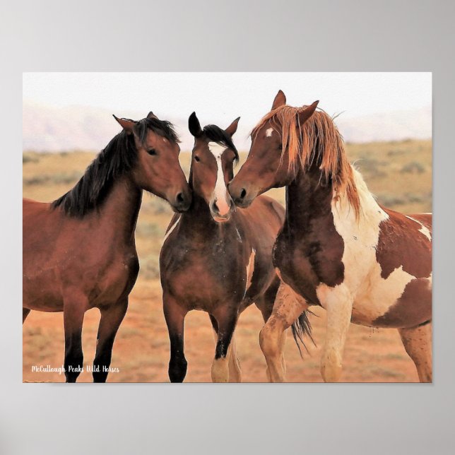 McCullough Peaks Wild Horses Poster (Front)