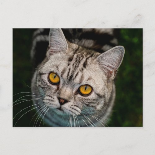 McGonagall cat postcard