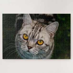 McGonagall cat puzzle
