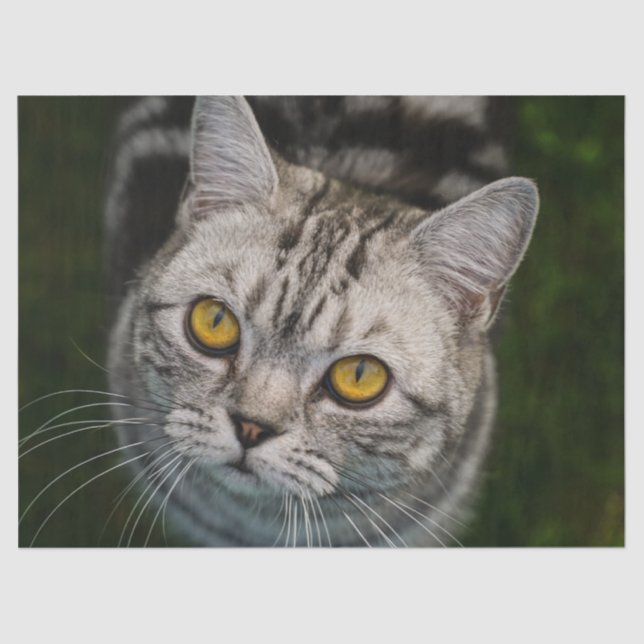 McGonagall cat tissue paper (Front)