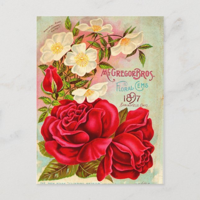 McGregor Bros. Floral Gems Advertisement Postcard (Front)