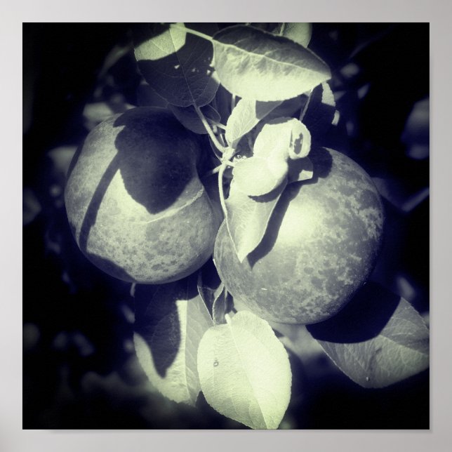 McIntosh Apples On Tree In Black And White  Poster (Front)