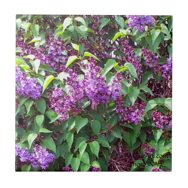 MClairArt's PhotosNArt Spring Flowers Ceramic Tile (Front)